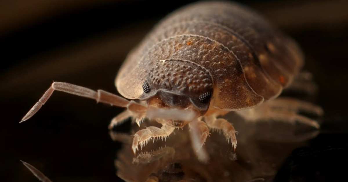 How To Get Rid Of Bedbugs 9 Proven Methods To Try At Home