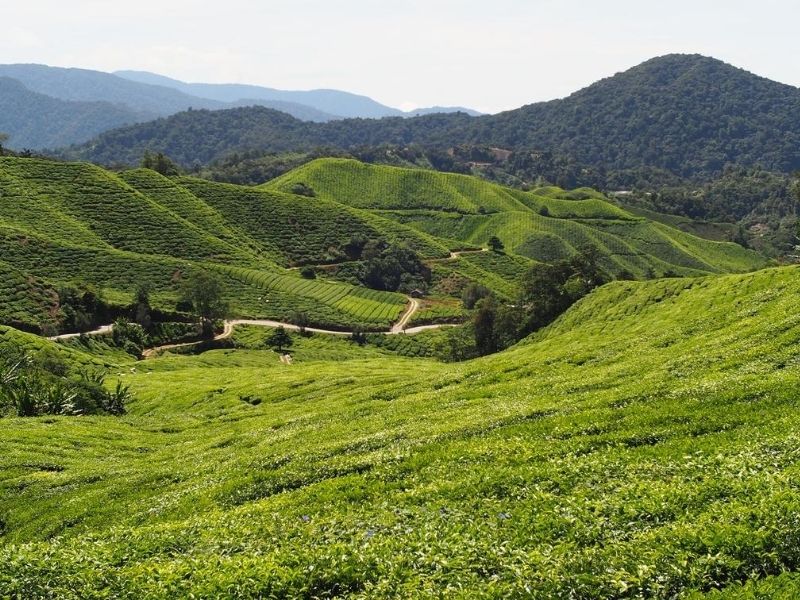 cameron highlands malaysia domestic travel holiday spot