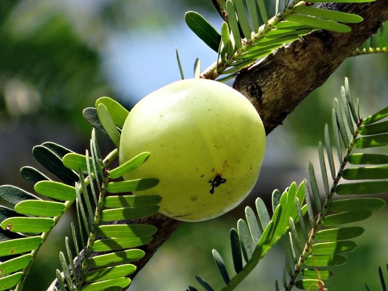 amla, natural home remedies for hair fall