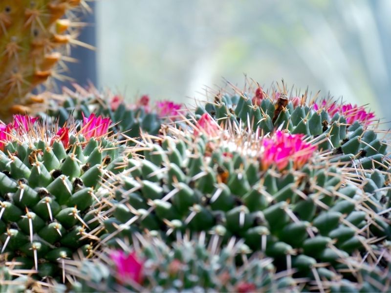 how to take care of cactus plant