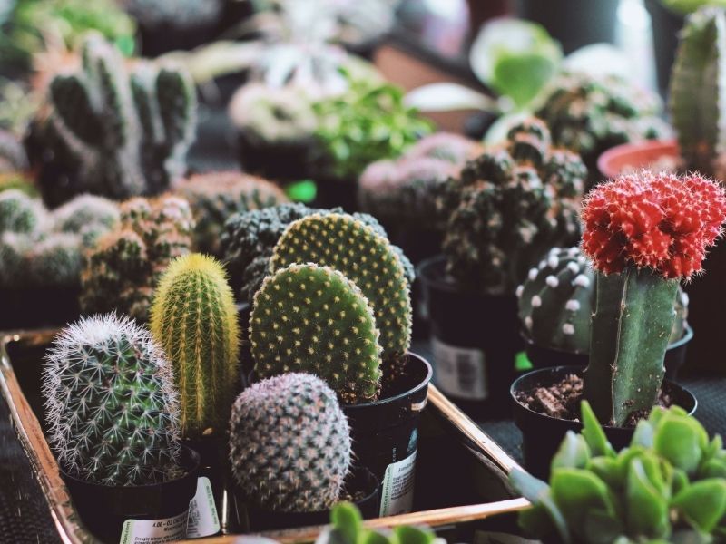 cactus plants