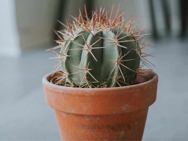 how to take care of cactus terracotta pot