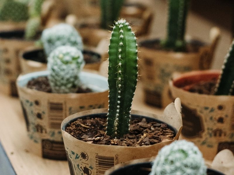 how to take care of cactus soil