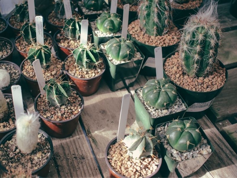 potting succulents