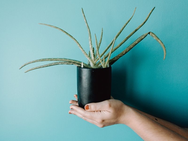 aloe vera plant