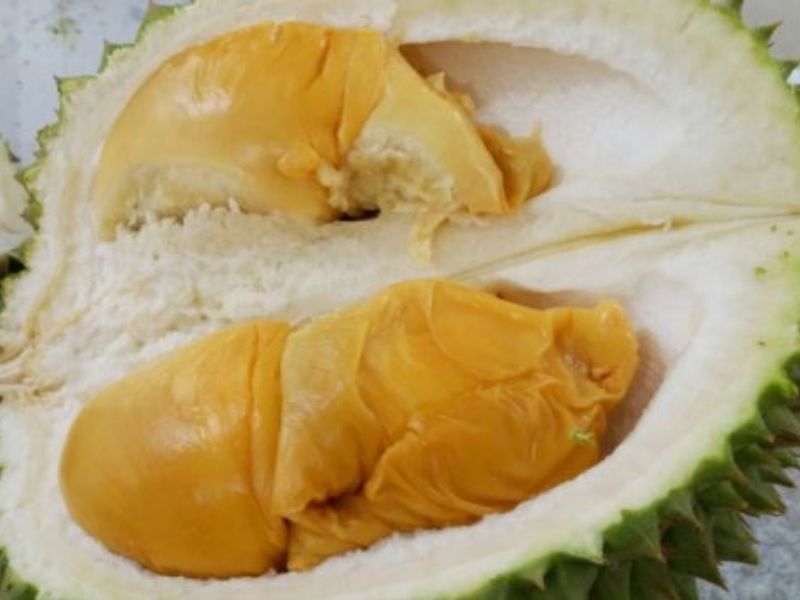 D13 durian malaysia