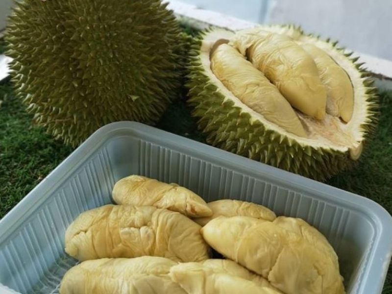 types of durians in malaysia