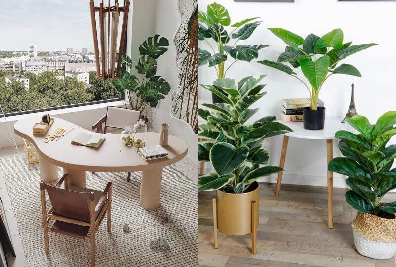 indoor houseplants 