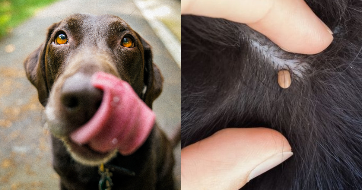 Ticks On Dogs 8 Best Ways To Remove & Prevent Them On Your Pet