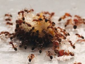 How To Get Rid Of Ants: 9 Effective Ways That Really Work