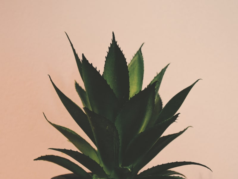 best indoor plants