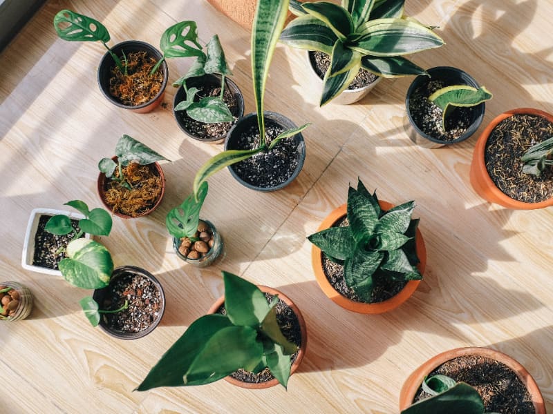 best indoor plants