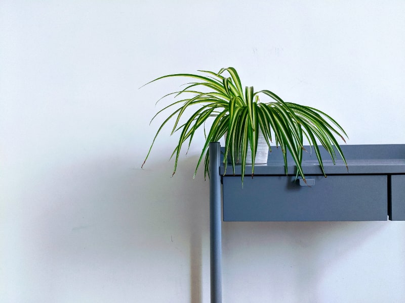 best indoor plants