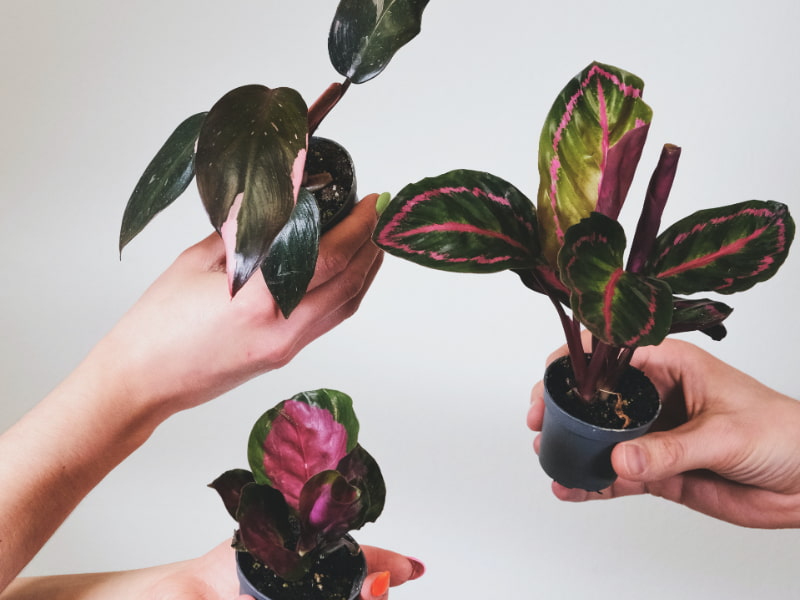 best indoor plants malaysia calathea ornata