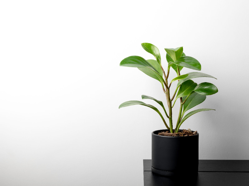 12 Best Indoor Plants In Malaysia That Also Purify The Air