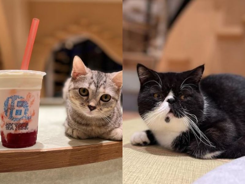 cat cafe kuala lumpur coo & riku lalaport