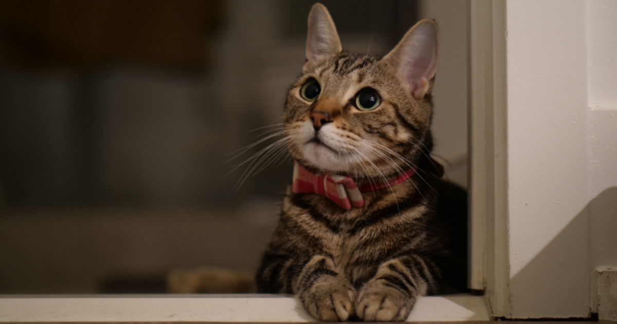 5 Cat Cafes In Kuala Lumpur For Cute Furry Companionship