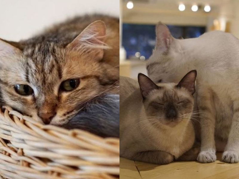 cat cafe kuala lumpur purradise ttdi