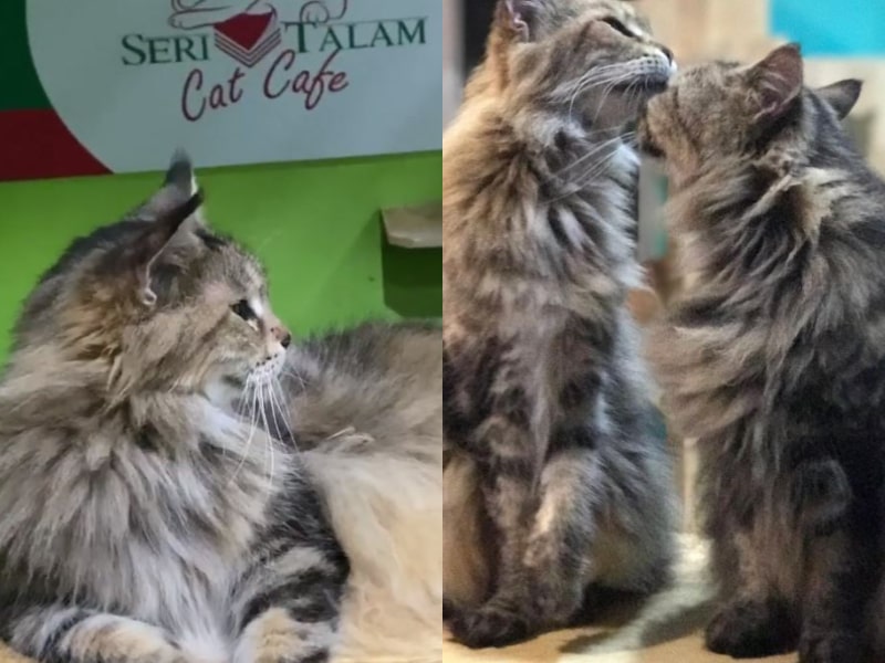 cat cafe kuala lumpur seri talam 