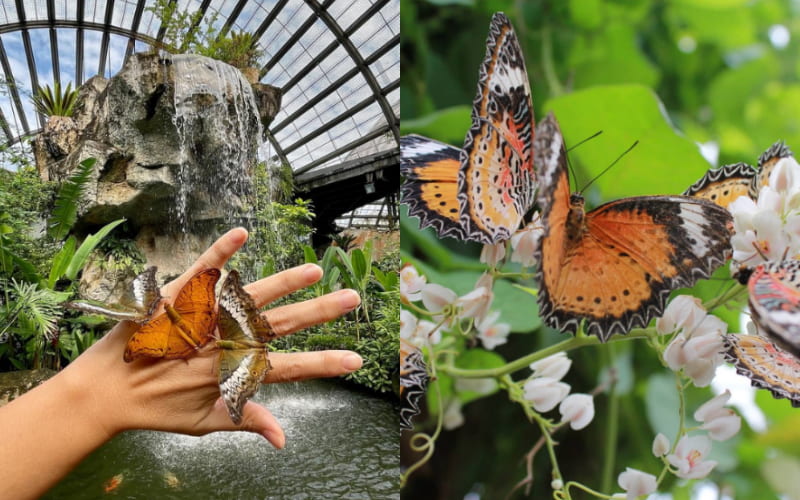 Entopia Penang Malaysia