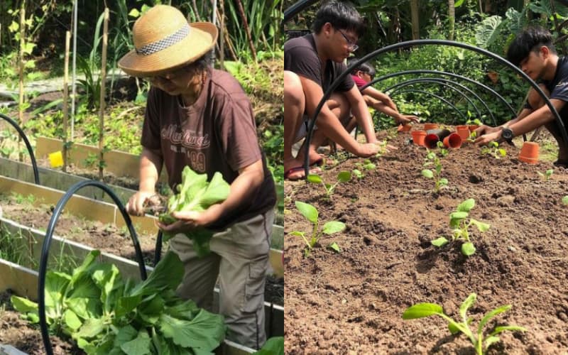 Volunteer urban farm KL