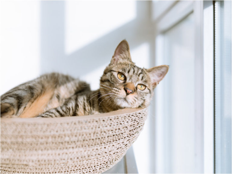 8 Cat Hotels In Kuala Lumpur & Selangor For Your Feline Furbaby