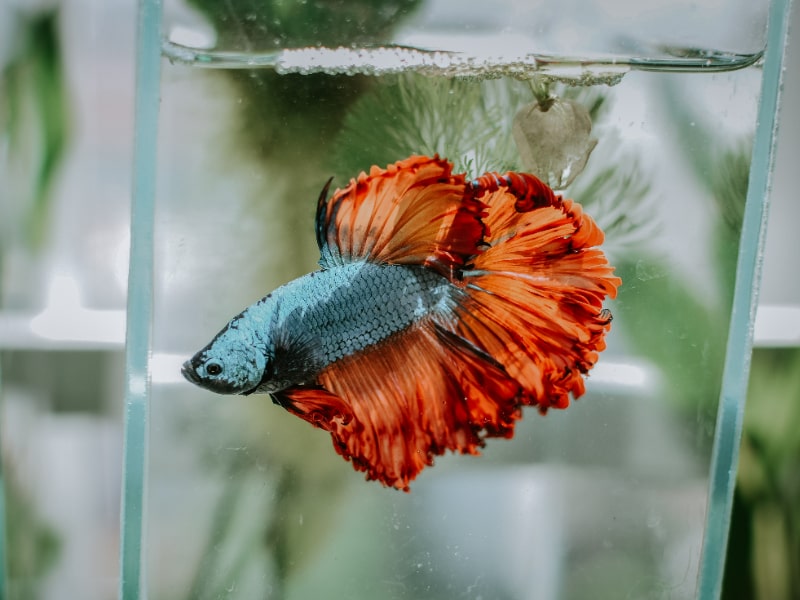 Betta fish easy pets to take care of Malaysia