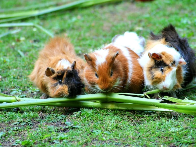 Guinea pig easy pets to take care of Malaysia