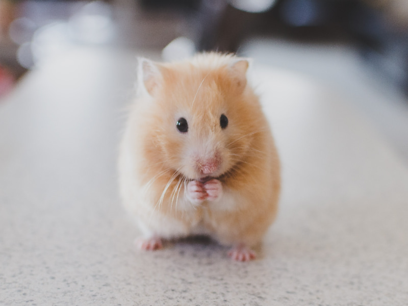 Hamster easy pets to take care of malaysia