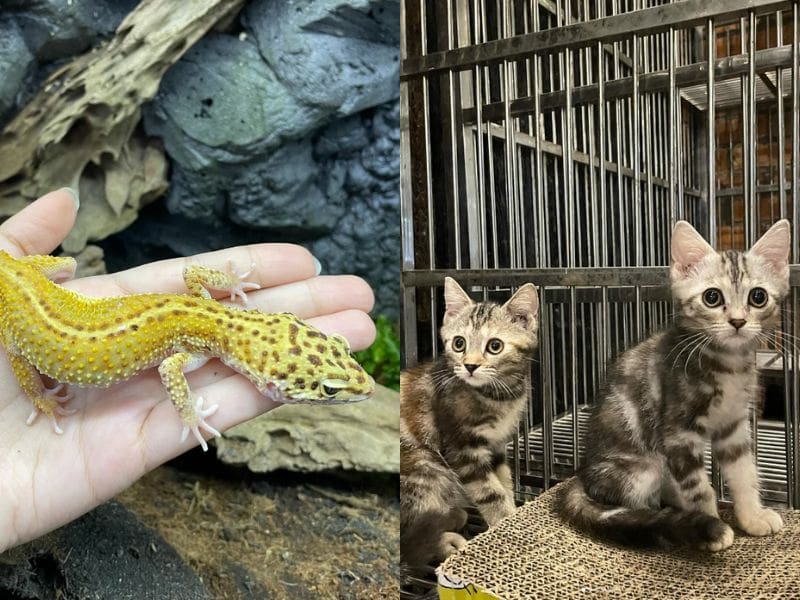 TheMINS petting zoo selangor