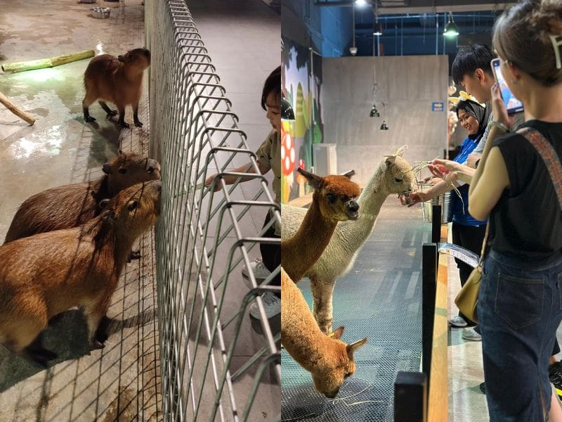 Just Farm petting zoo selangor