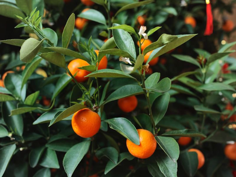 Kumquat tree chinese new year plants