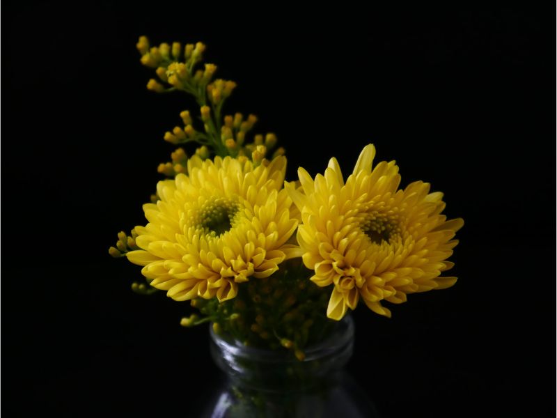 Chrysanthemum chinese new year plants