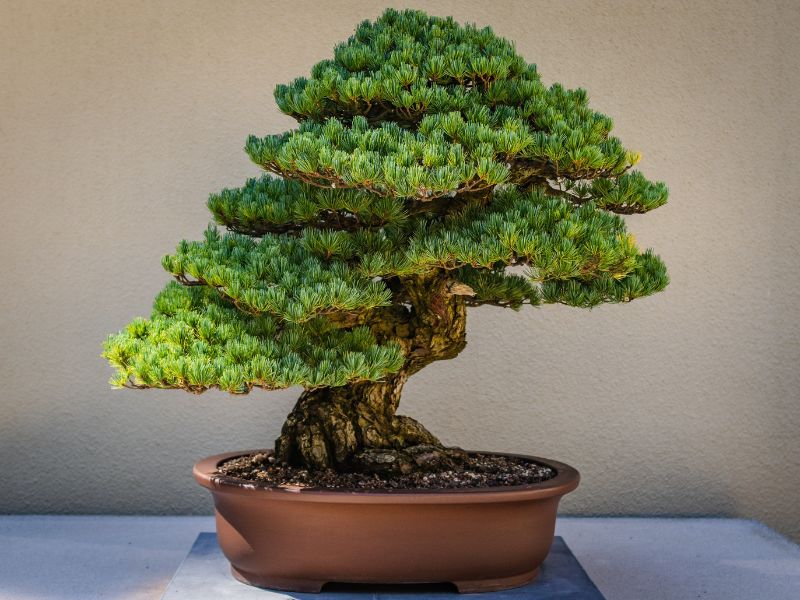 Bonsai