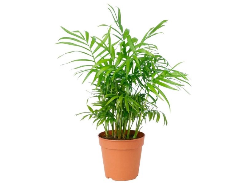 bamboo palm chinese new year plant