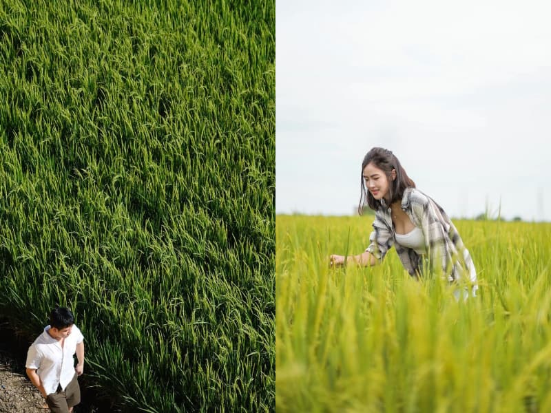 Sekinchan paddy field pre wedding photoshoot Malaysia