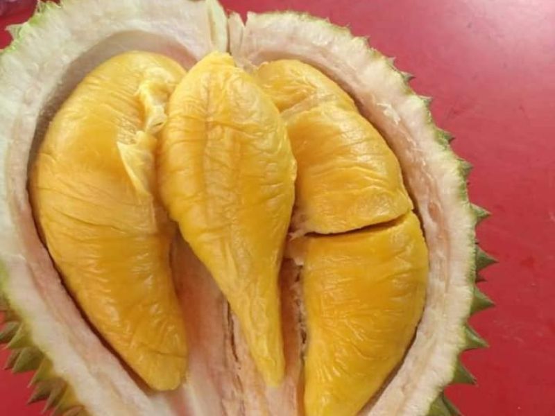Durian jantung jenis durian di malaysia