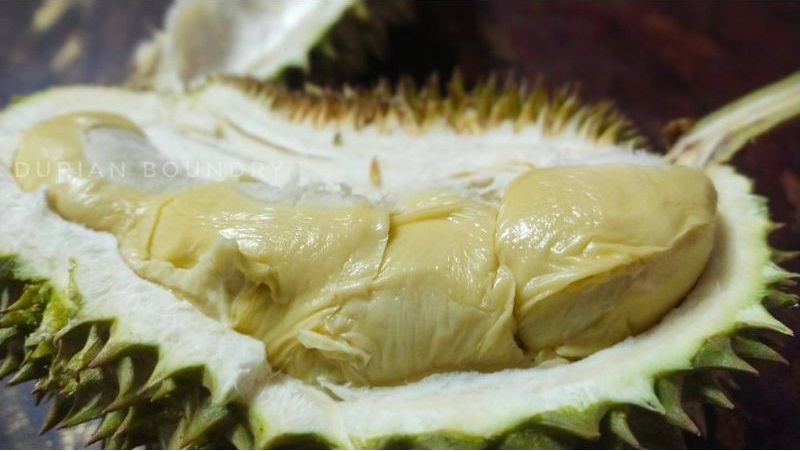 Durian kampung jenis durian di malaysia