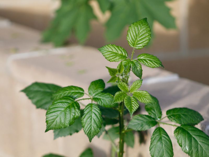 Mint leaves body cooling food