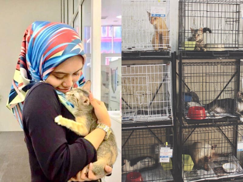 Katzen Cat Sanctuary best pet shelter in Kuala Lumpur and Selangor