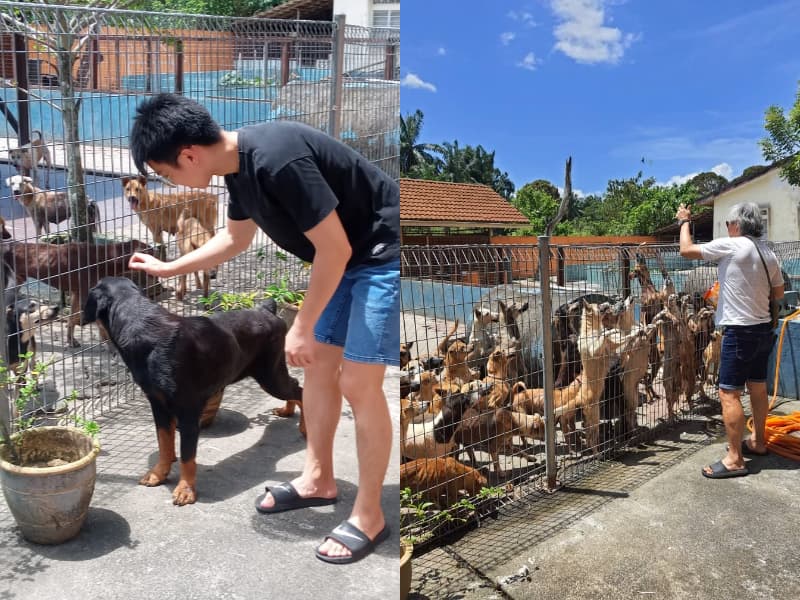 LASS best pet shelter in Kuala Lumpur and Selangor