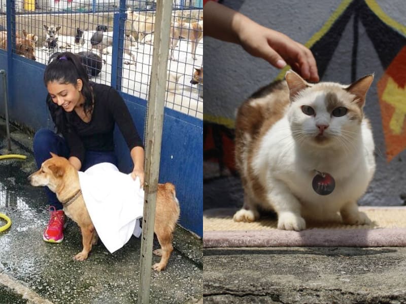 9 Animal Shelter In Kuala Lumpur For Adoption And Volunteering