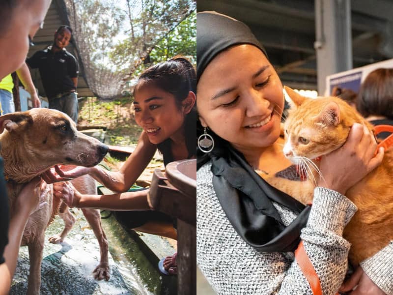 A Day in the Life of an Animal Shelter Volunteer