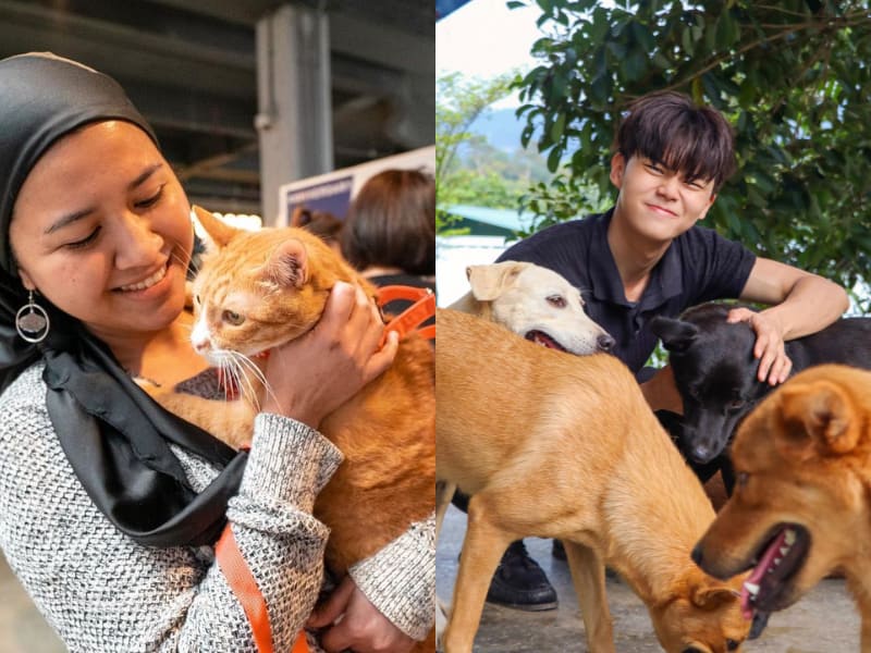 Second Chance Animal Shelter Kuala Lumpur and Selangor