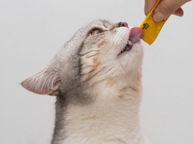 a cat being fed