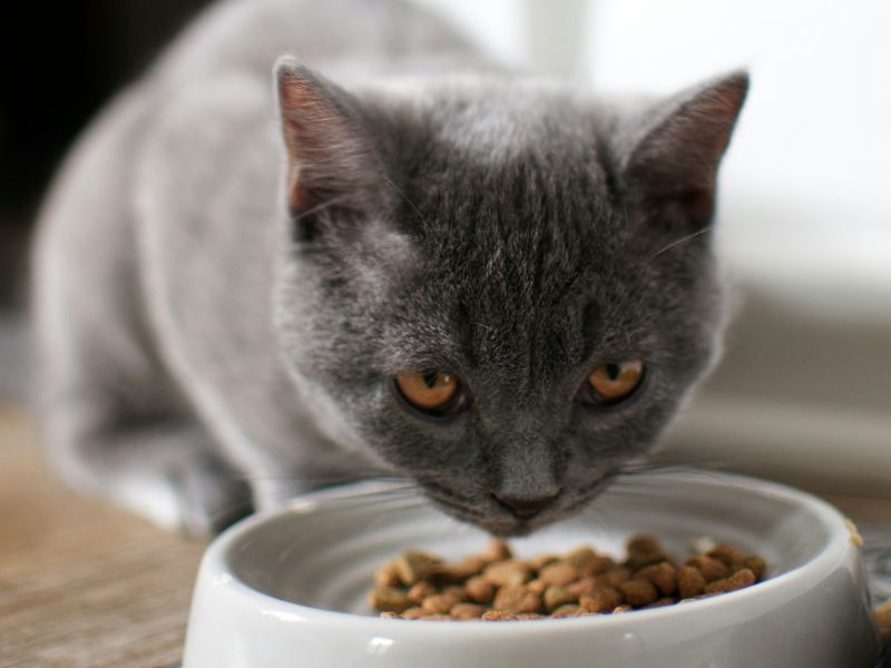 a cat eating from a cat bowl