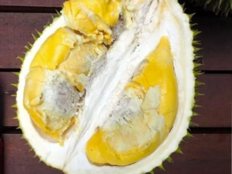 Durian "Mardi Super" MS88 jenis durian di malaysia