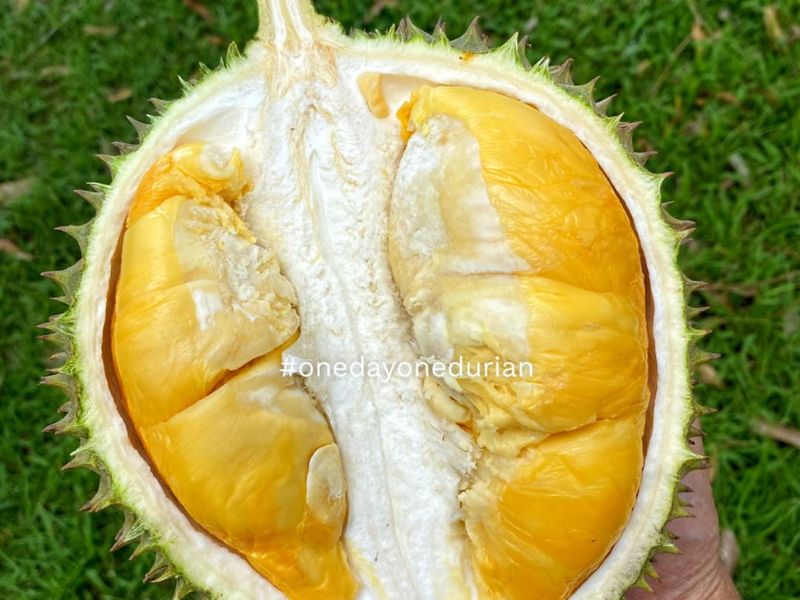 Durian J Sparrow (D216) jenis durian di malaysia