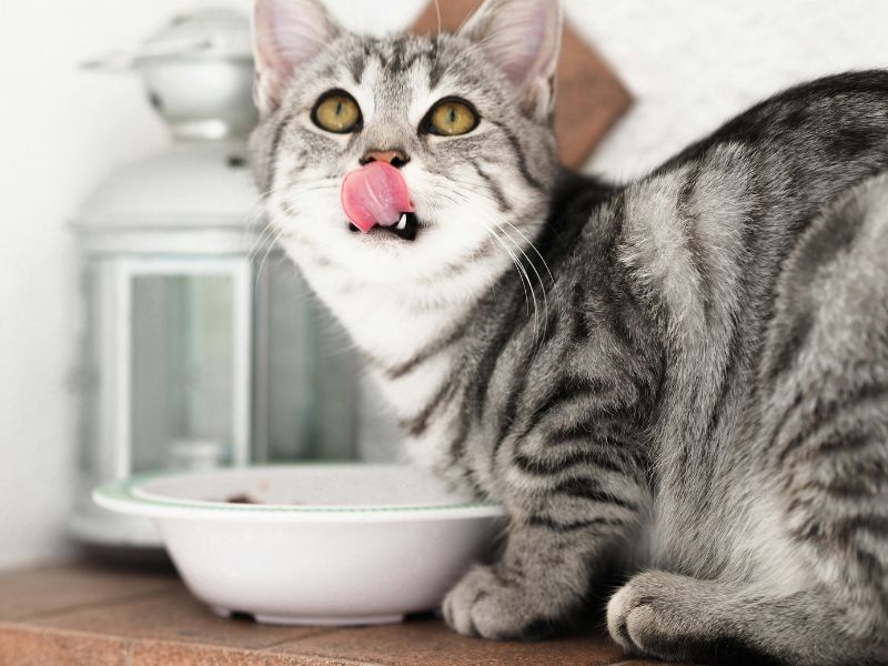 A cat licking its lips best dog cat food brands malaysia