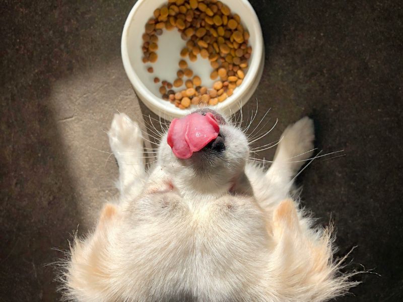 a dog eating pet food best dog cat food brands malaysia